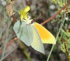 Gonepteryx cleopatra
