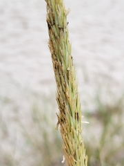 Ammophila breviligulata