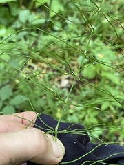 Equisetum pratense