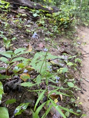 Campanula divaricata
