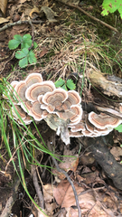 Trametes versicolor