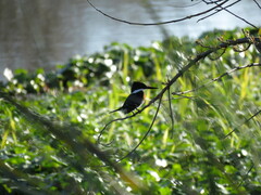 Chloroceryle americana