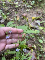 Campanula divaricata
