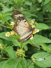 Acraea encedon