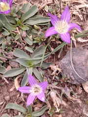 Campanula filicaulis