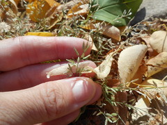 Eragrostis minor
