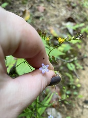 Campanula divaricata