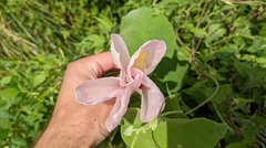 Hibiscus grandiflorus