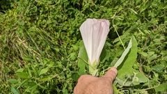 Hibiscus grandiflorus