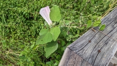 Hibiscus grandiflorus