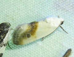 Ponometia virginalis