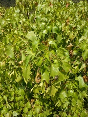 Pittocaulon praecox