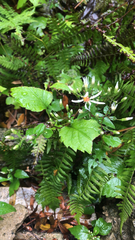Eurybia divaricata