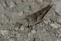 Oedipoda caerulescens