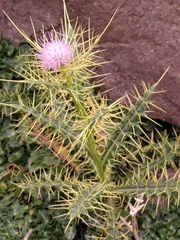 Cardueae