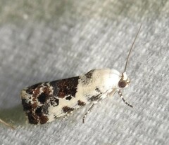 Ponometia phecolisca