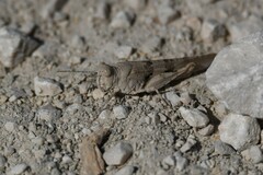 Oedipoda caerulescens