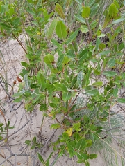 Salix bebbiana