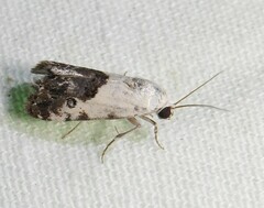 Ponometia phecolisca