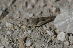 Oedipoda caerulescens