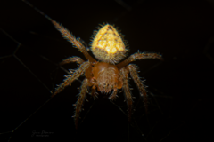 Eriophora