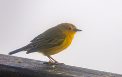 Setophaga petechia aureola