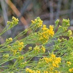 Euthamia occidentalis