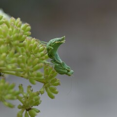 Ameles spallanzania