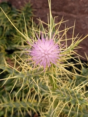 Cardueae