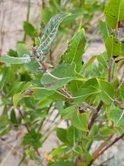 Salix bebbiana