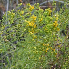 Euthamia occidentalis