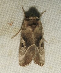 Hexorthodes accurata