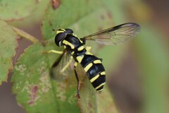 Xanthogramma