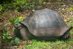 Chelonoidis niger