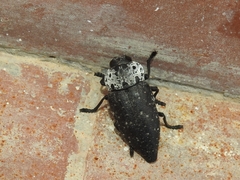 Capnodis tenebrionis