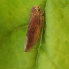 Idiodonus cruentatus