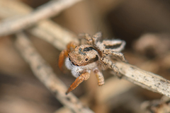 Habronattus icenoglei