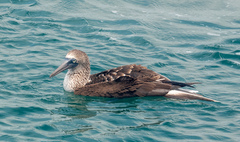 Sula nebouxii excisa