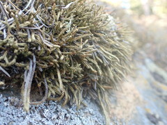 Selaginella rupestris