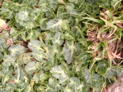 Eryngium variifolium