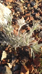 Munroa squarrosa