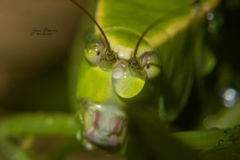 Stilpnochlora