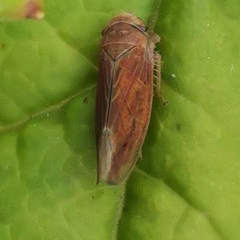 Idiodonus cruentatus