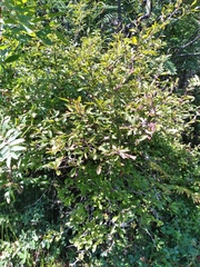 Ilex mucronata