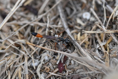 Ammophila sabulosa