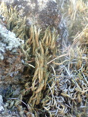 Selaginella rupestris