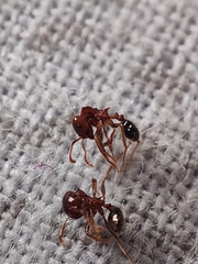 Lophomyrmex