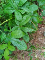 Rubus pensilvanicus