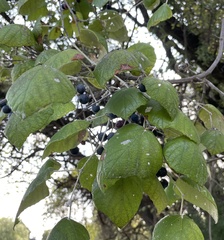 Vitis mustangensis