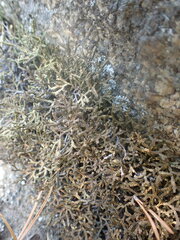 Selaginella sanguinolenta